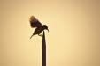 'Sunbird Silhouette' (Apr 2013) - Bukit Batok, Singapore