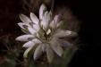 'White Cactus Flower' (Apr 2013) - Bukit Batok, Singapore