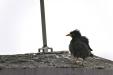 'Puffed Up' (May 2013) - Bukit Batok, Singapore