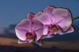 'Moth Orchid at Sunset' (Jun 2013) - Bukit Batok, Singapore