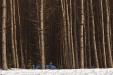 'Bare Trunks' (Mar 2010) - Hokkaido, Japan