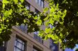 'Sunlit Leaves' (Dec 2007) - Melbourne, Australia