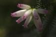 'Erica Versicolor' (Apr 2014) - Gardens by the Bay, Singapore