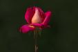 'Rose 5' (Jun 2014) - Bern, Switzerland