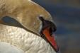 'Portrait of Swan' (Jun 2014) - Lucerne, Switzerland
