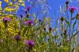 'Wild Plants' (Jun 2014) - Bern, Switzerland