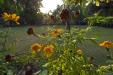'Fading Marigolds' (Dec 2009) - Hetauda, Nepal