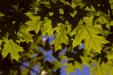 'The Greens of Summer' (Jun 2014) - Bern, Switzerland