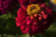 'Red Zinnia' (Feb 2015) - Bukit Batok, Singapore