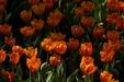 'Tulip 16' (Apr 2014) - Gardens by the Bay, Singapore