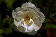 'Rose 9' (Apr 2014) - Gardens by the Bay, Singapore