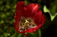 'Tulip 18' (Apr 2014) - Gardens by the Bay, Singapore