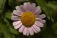 'Pink Daisy' (Apr 2014) - Gardens by the Bay, Singapore