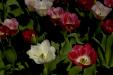 'Tulip 20' (Apr 2014) - Gardens by the Bay, Singapore