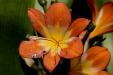 'Damaged Flower' (Apr 2014) - Gardens by the Bay, Singapore