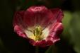 'Tulip 24' (Apr 2014) - Gardens by the Bay, Singapore