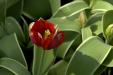'Tulip 25' (Apr 2014) - Gardens by the Bay, Singapore