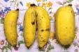 'Conjoined Bananas' (Nov 2016) - Bukit Batok, Singapore