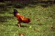 'Year of the Rooster' (Mar 1990) - Saint John's Island, Singapore