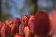 'Tulip 26' (Apr 2017) - Lisse, Netherlands