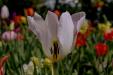 'Tulip 32' (Apr 2017) - Lisse, Netherlands
