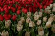 'Tulip 33' (Apr 2017) - Lisse, Netherlands