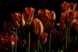 'Tulip 37' (Apr 2017) - Lisse, Netherlands