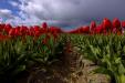 'Tulip 39' (Apr 2017) - Lisse, Netherlands