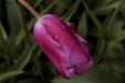 'Tulip 40' (Apr 2017) - Lisse, Netherlands