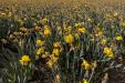 'Daffodil Field' (Apr 2017) - Lisse, Netherlands
