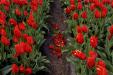 'Tulip 43' (Apr 2017) - Lisse, Netherlands