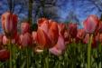 'Tulip 44' (Apr 2017) - Lisse, Netherlands