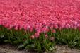 'Tulip 46' (Apr 2017) - Lisse, Netherlands