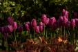 'Tulip 47' (Apr 2017) - Lisse, Netherlands