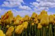 'Tulip 48' (Apr 2017) - Lisse, Netherlands
