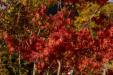 'Red Leaves' (Oct 2018) - Fujikawaguchiko, Japan