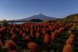 'Red Field' (Oct 2018) - Fujikawaguchiko, Japan