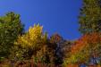 'Multi-Coloured Leaves' (Oct 2018) - Fujiyoshida, Japan