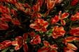 'Tulip 49' (Apr 2017) - Lisse, Netherlands