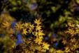'Autumn Maple Leaves' (Nov 2018) - Fujikawaguchiko, Japan