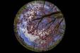 'Cherry Blossom 3' (Apr 2017) - Lisse, Netherlands
