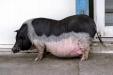 'Year of the Pig' (Dec 2010) - Hualien, Taiwan