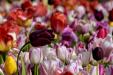 'Tulip 50' (Apr 2017) - Lisse, Netherlands