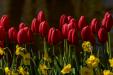 'Tulip 51' (Apr 2017) - Lisse, Netherlands