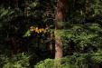 'Green and Orange Leaves' (Oct 2018) - Fujiyoshida, Japan