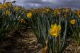 'Survivor' (Apr 2017) - Lisse, Netherlands