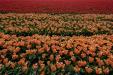 'Tulip 53' (Apr 2017) - Lisse, Netherlands