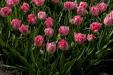'Tulip 55' (Apr 2017) - Lisse, Netherlands