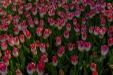 'Tulip 56' (Apr 2017) - Lisse, Netherlands