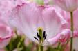 'Tulip 57' (Apr 2017) - Lisse, Netherlands